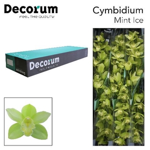 CYMB T MINT ICE Decorum 60cm.