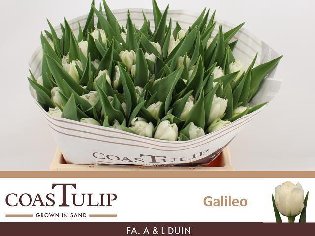 <h4>TU DU GALILEO</h4>