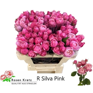 R TR SILVA PINK+