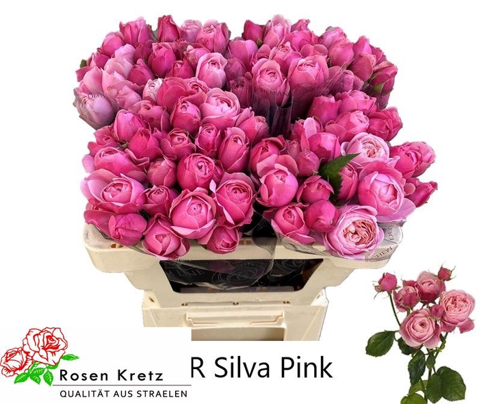 R TR SILVA PINK+