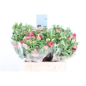 Anemone Mistral Shocking Pink