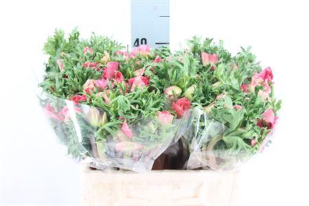 <h4>Anemoon Mistral Shocking Pink</h4>