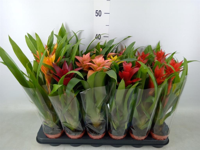 <h4>Guzmania   ...mix</h4>