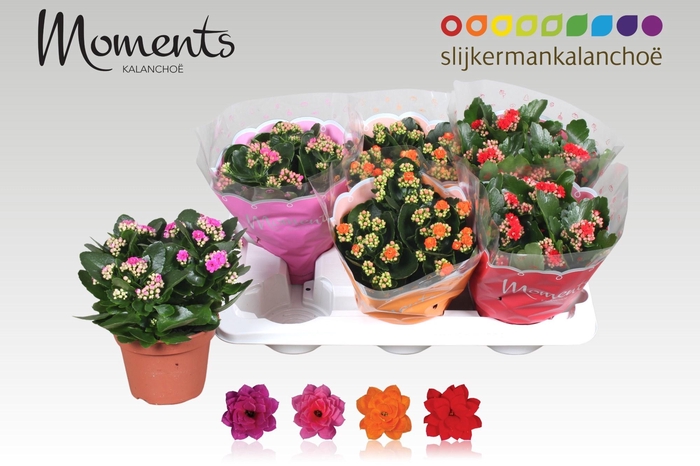 <h4>KAL GE GEM 4 KL</h4>