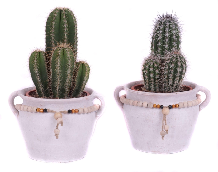 <h4>Cactus   ...</h4>