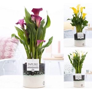 Zantedeschia mix in P&PURE Illusion cer. perfectly imperfectable
