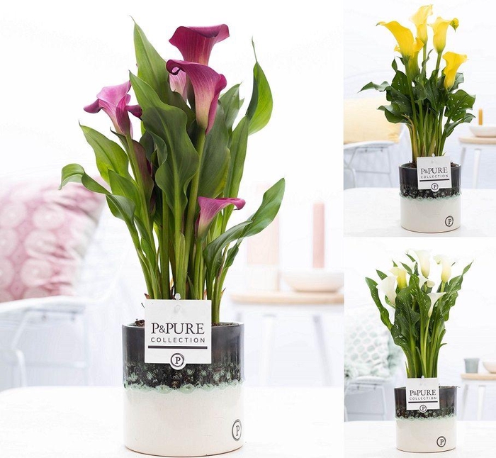 <h4>Zantedeschia mix in P&PURE Illusion cer. perfectly imperfectable</h4>