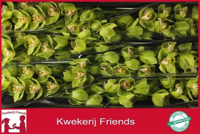 <h4>CYMB T OVATI EMERALD</h4>