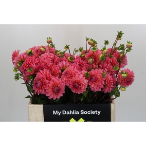 Dahlia Doris Duke
