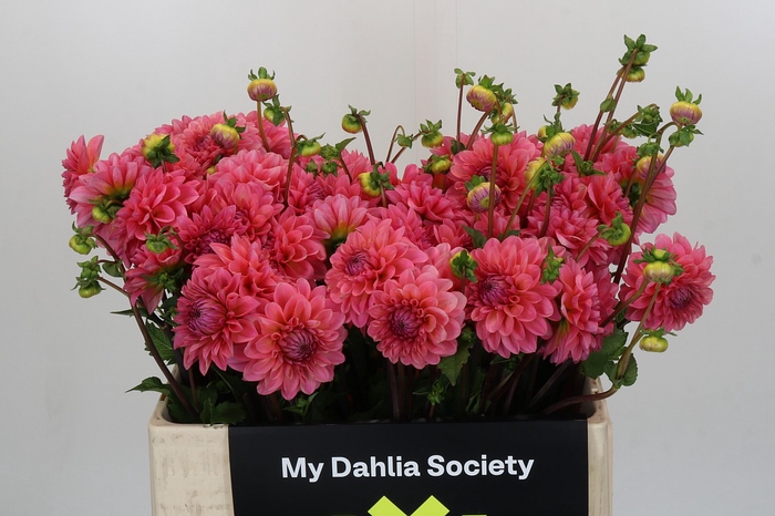 Dahlia Doris Duke