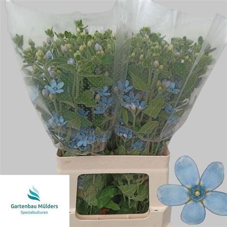 <h4>Oxy Co Tan Pure Blue</h4>