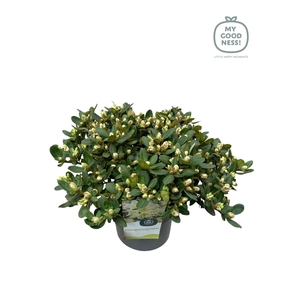 Rhododendron dwarf 'Shamrock' C4 30-40