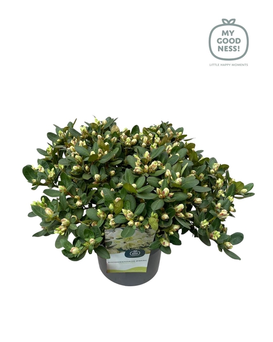 <h4>Rhododendron dwarf 'Shamrock' C4 30-40</h4>