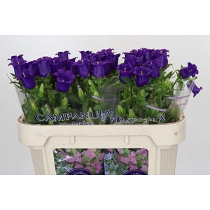 Campanula Medium Champion Blue