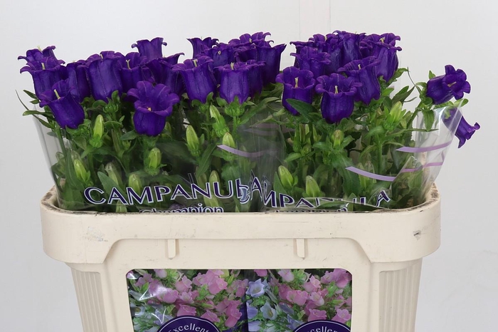 <h4>Campanula Medium Champion Blue</h4>
