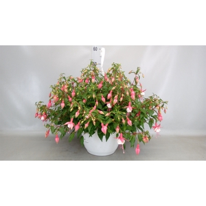 Fuchsia   ...