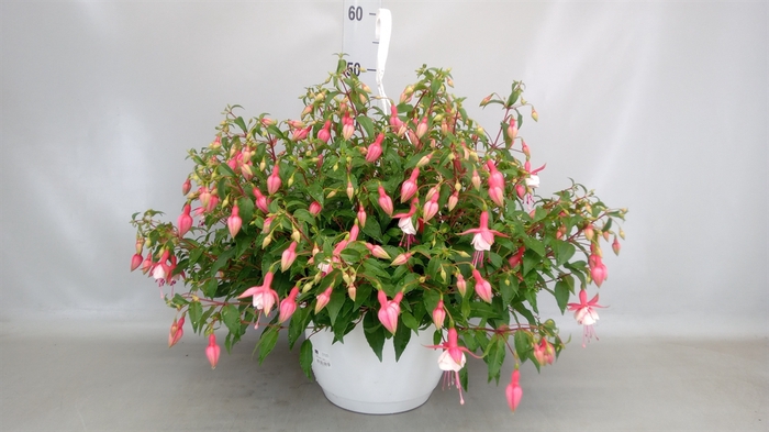 <h4>Fuchsia   ...</h4>