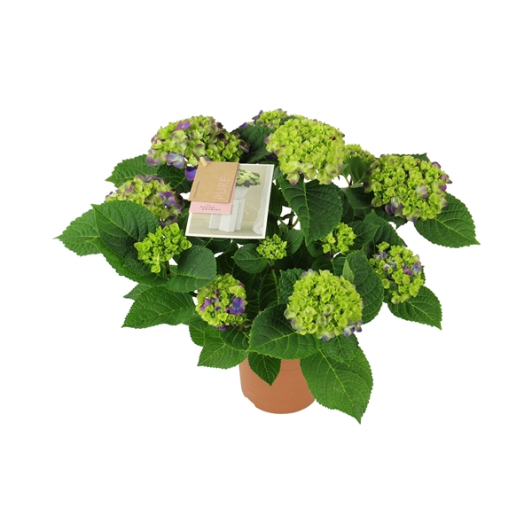 <h4>Hydrangea macr. Ningbo lila 9/10 flowers</h4>