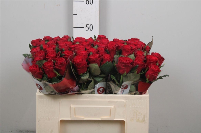 <h4>R Gr Red Tacazzi+</h4>