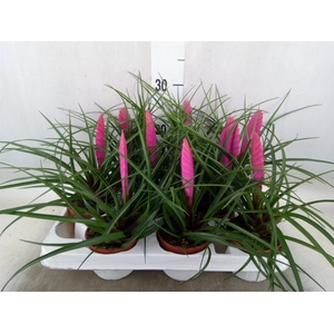 Tillandsia cyanea 'Vincent'