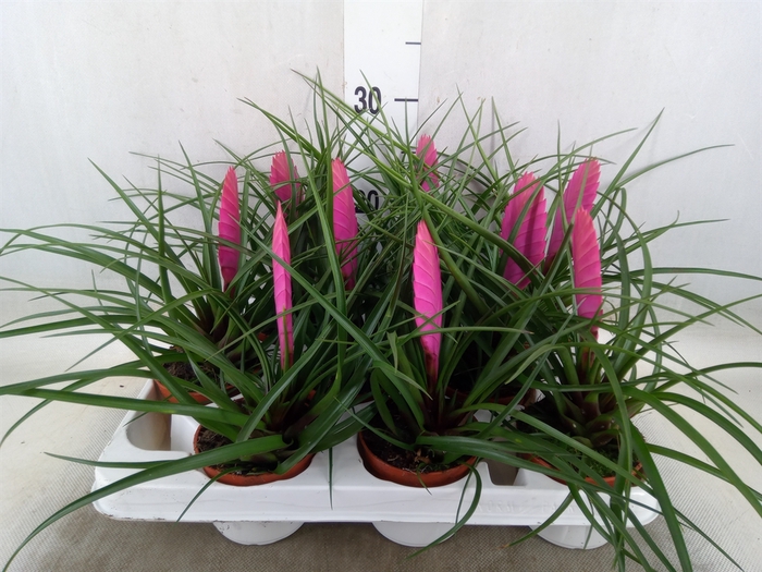 <h4>Tillandsia cyanea 'Vincent'</h4>