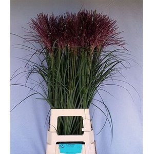 Miscanthus Si Rotfeder