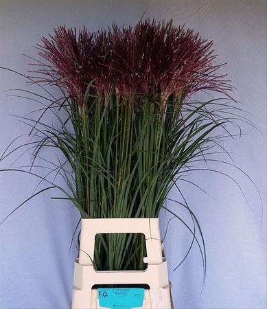 <h4>Miscanthus Si Rotfeder</h4>