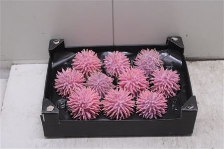 <h4>F-stekel Glitters Pink Roze</h4>