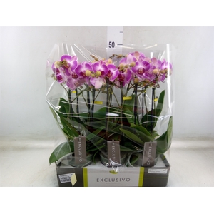 Phalaenopsis multi.   ...rose