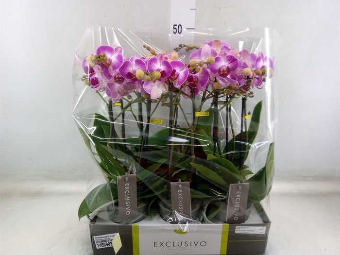 <h4>Phalaenopsis multi.   ...rose</h4>