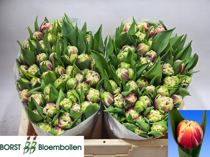 <h4>TU DU GIBRALTAR</h4>