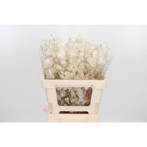 Lunaria