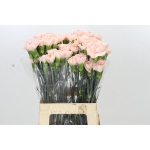 Dianthus St Novia