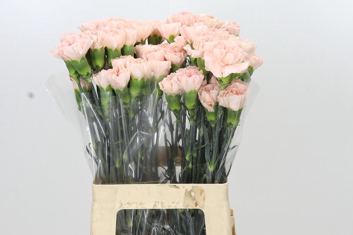 <h4>Dianthus St Novia</h4>
