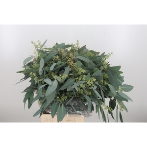 Euc Eucalyptus Polyanthems