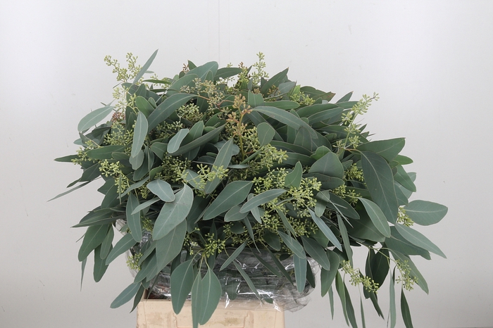 <h4>Euc Eucalyptus Polyanthems</h4>