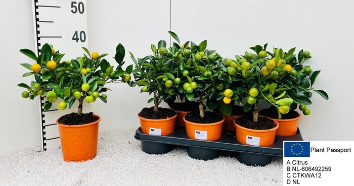 <h4>CITR MICROCARPA</h4>