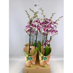 Phalaenopsis  'FC Untold Storie'