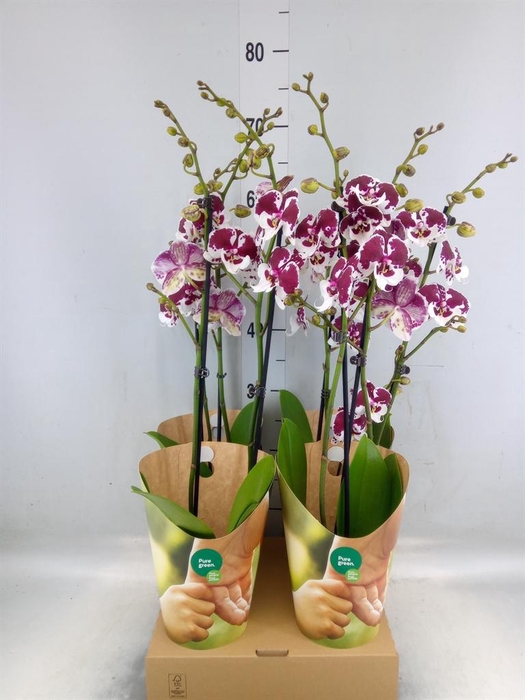 <h4>Phalaenopsis  'FC Untold Storie'</h4>