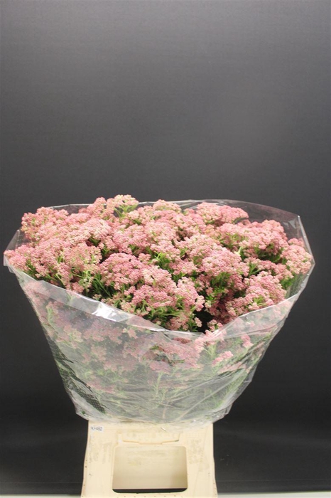 <h4>Ozo Rice Flower Rose</h4>
