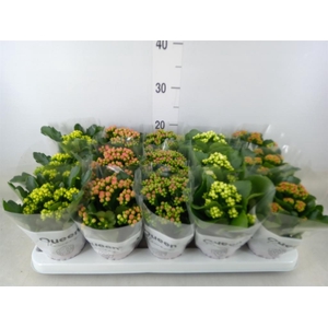 Kalanchoe blos.   ..rosebud mix  5