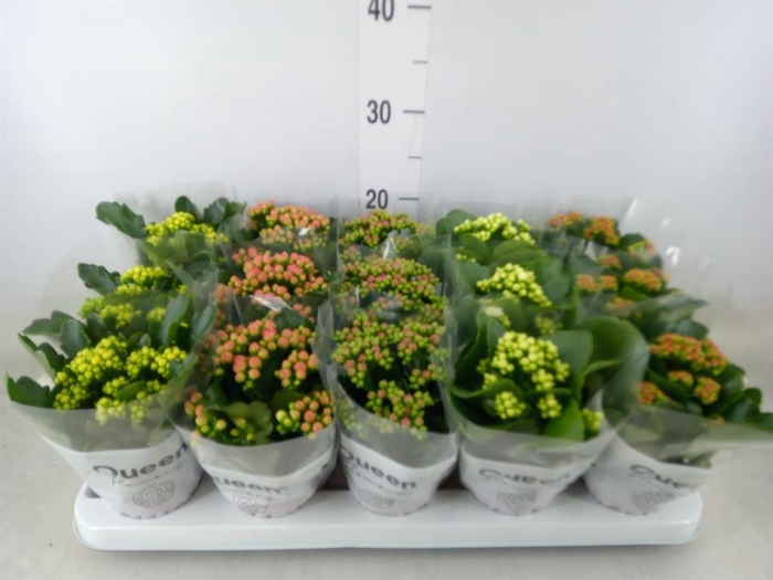 <h4>Kalanchoe blos.   ..rosebud mix  5</h4>
