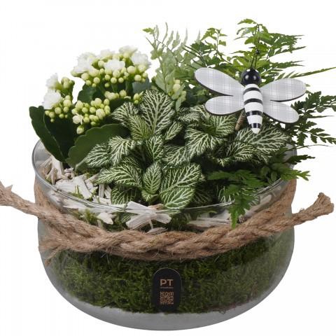 <h4>PTIG2628 Arrangement Indoor in glas schaal</h4>