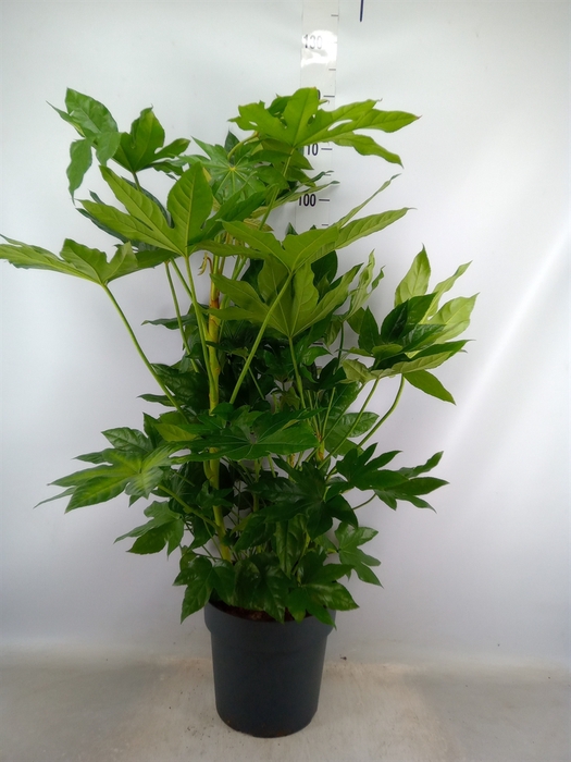 <h4>Fatsia japonica 'Variegata'</h4>