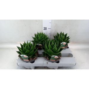 Aloe aristata 'Cosmo'