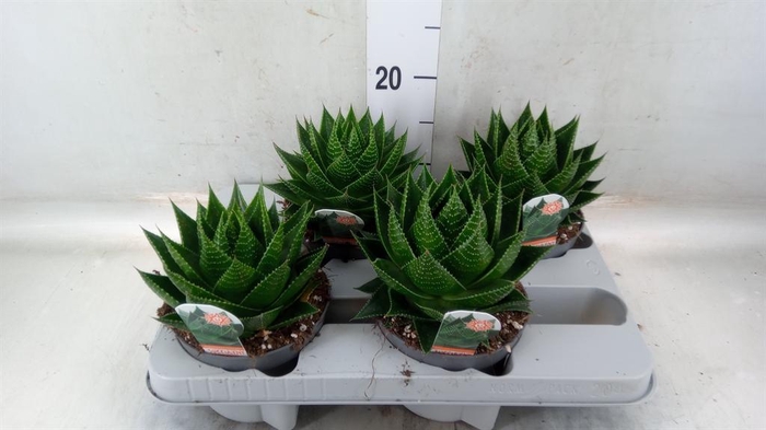 <h4>Aloe aristata 'Cosmo'</h4>