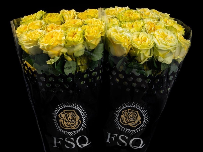 <h4>R GR Starwalker Box</h4>