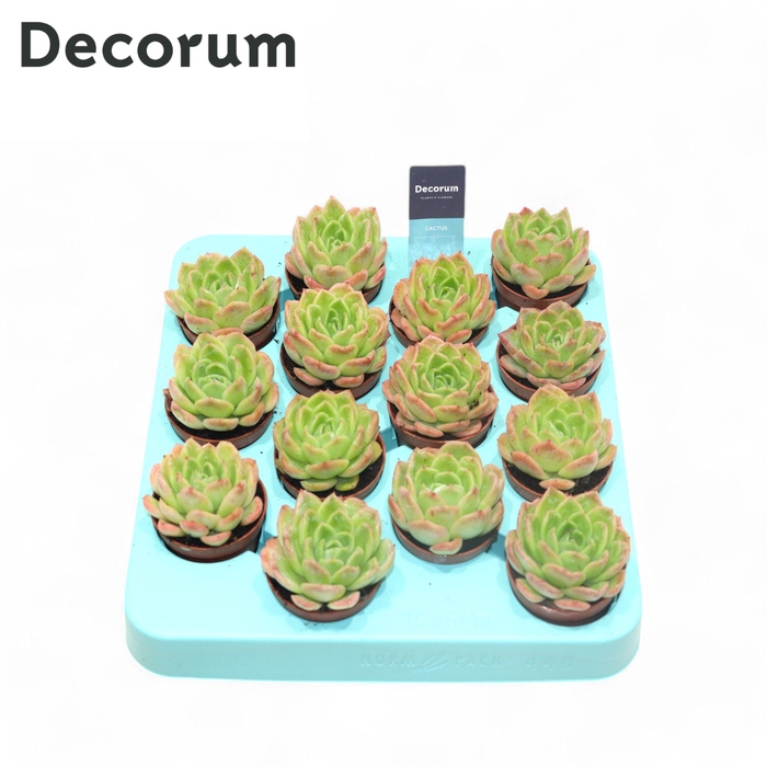 <h4>Echeveria Gilva (red) (Decorum) Decorum</h4>