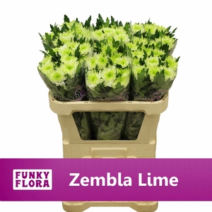 CHR G ZEMBLA LIME