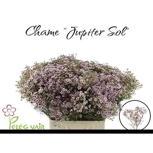 CHAME UN JUPITER SOL